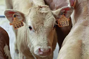 Markets: Cattle Market