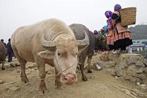 Rings: Cattle market of Bac Ha - Vietnam