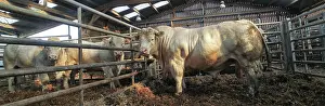 Markets: Cattle Market bull