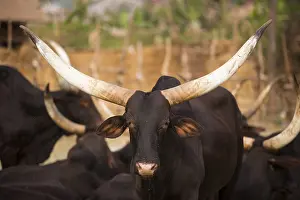 Taurus: Cattle market Cows and bull sold in Yaounde, Cameroon