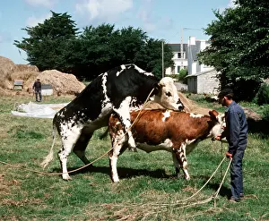 Mated: Cattle - being mated