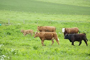 Orkneys: Cattle in Meadow