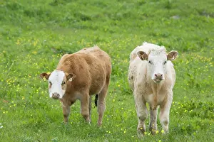 Orkneys: Cattle in Meadow