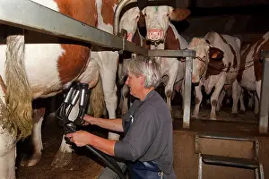 Diary: Cattle - milking diary cows