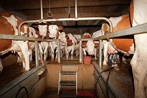 Diary: Cattle - milking diary cows
