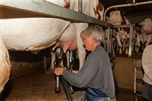 Diary: Cattle - milking diary cows