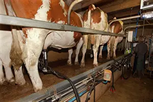 Diary: Cattle - milking diary cows