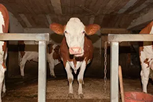Diary: Cattle - milking diary cows