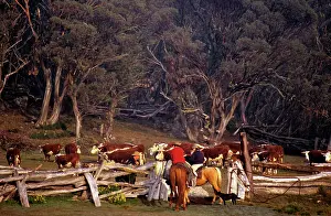 Mustering: Cattle muster Bogong High Plains