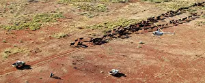 Helicopter: Cattle mustering - aerial image.Helicopter mustering