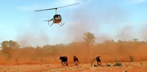 Helicopter: Cattle mustering - aerial image.by helicopter on