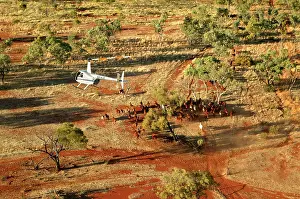 Helicopters: Cattle mustering - aerial image.Helicopters are