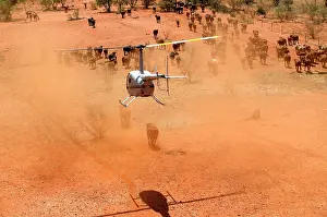 Helicopter: Cattle mustering - aerial photograph.by helicopter