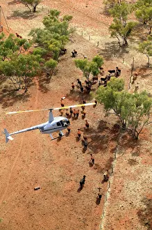 Helicopter: Cattle mustering - aerial photograph.by helicopter