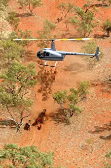 Helicopter: Cattle mustering - aerial photograph.by helicopter