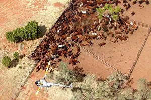 Note: Cattle mustering - aerial photograph.Helicopters