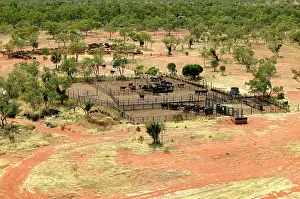 Helicopters: Cattle mustering - aerial photograph.Helicopters
