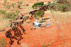 Note: Cattle mustering - aerial photograph.Helicopters