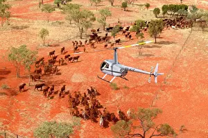 Trucks: Cattle mustering with helicopter - aerial photograph.In