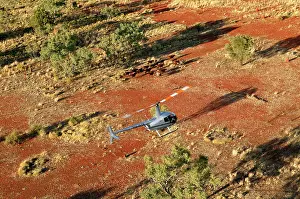 Trucks: Cattle mustering with helicopter - aerial photograph.In