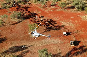 Trucks: Cattle mustering with helicopter - aerial photograph.In