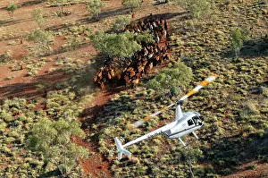 Trucks: Cattle mustering with helicopter - aerial photograph.In