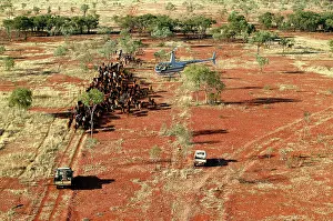 Trucks: Cattle mustering with helicopter - aerial photograph.In