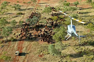 Trucks: Cattle mustering with helicopter - aerial photograph.In