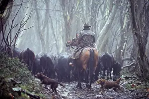 Mustering: Cattle Mustering - Rider on horseback