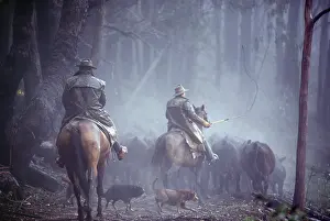 Mustering: Cattle Mustering - Riders on horseback