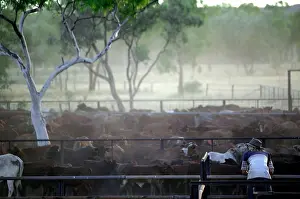 Mustering: Cattle mustering.Separating calves from their mothers