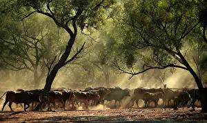 Pushed: Cattle mustering.The cattle are being pushed by