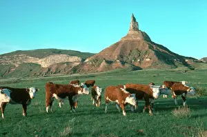 Beef: Cattle near Chimney Rock