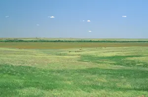 Beef: Cattle in the Nebraska Grasslands