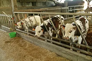 Norman: Cattle - Norman Cows and calf in feeding trough