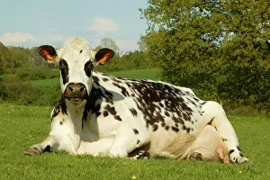 Pastural: Cattle - Norman Dairy Cow