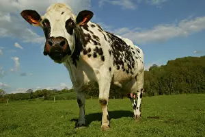 Pastural: Cattle - Norman Dairy Cow