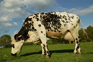 Pastural: Cattle - Norman Dairy Cow