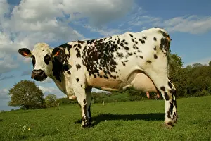 Pastural: CATTLE - Norman Dairy Cow