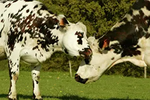 Pastural: Cattle - Norman Dairy Cows