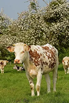 Normande: Cattle - Normande Breed - cow in field
