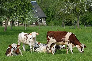 Normande: Cattle - Normande Breed - cows in field with cottage behind