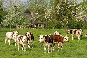 Normande: Cattle - Normande Breed - cows in field with cottage