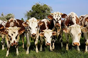 Normande: Cattle - Normande Breed - cows in field facing camera