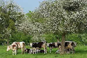 Normande: Cattle - Normande Breed - herd of cows under trees