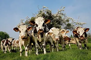 Normande: Cattle - Normande Breed - herd in field facing camera