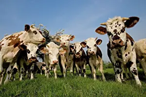 Normande: Cattle - Normande Breed - herd in field facing camera