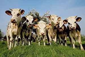 Normande: Cattle - Normande Breed - herd in field facing camera