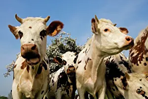 Normande: Cattle - Normande Breed - herd in field facing camera