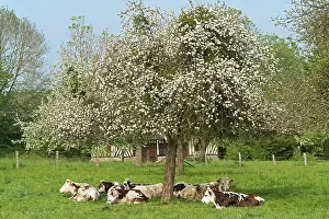 Normande: Cattle - Normande Breed - herd resting under tree in blossom